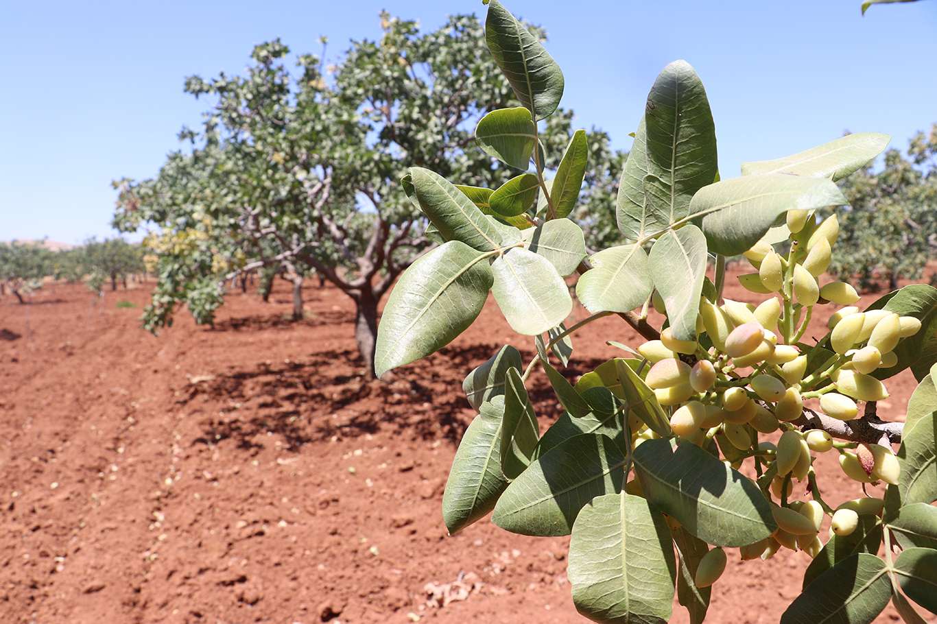 Antep fıstığında hasat sezonu yaklaşıyor Antep fıstığında hasat sezonu yaklaşıyor